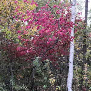 红叶树卫矛火焰卫矛拴翅卫矛彩叶树景观绿化造型特大树苗树篱苗