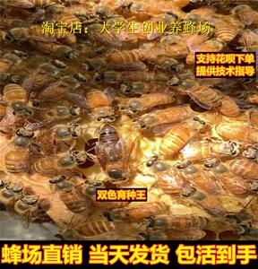 双色王黄色蜜蜂蜂王种王中蜂蜂王免邮中蜂王蜂王种王高产蜂王种王