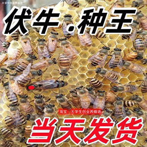 广西中蜂王纯种红背开产阿坝双色仓王黑色土蜂产卵蜜蜂活体伏牛王