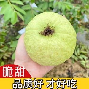 广东本地10斤番石榴水果应季水果白心芭乐孕妇小孩新鲜现摘包邮