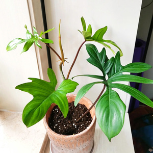 佛罗里达飞机蔓绿绒盆栽幽灵泰国进口观叶绿植物室内客厅阳台庭院