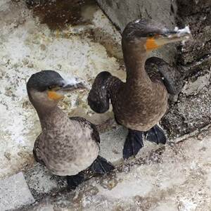 包邮鱼鹰种蛋受精蛋可孵鸬鹚鱼鹰苗正宗种蛋会抓鱼的鸟宠物活物