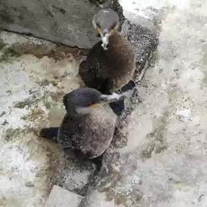 鱼鹰幼崽鸬鹚鱼鹰种蛋受精蛋可孵化鸬鹚鱼鹰苗捕鱼鸟种蛋抓鱼的鸟