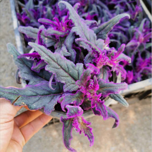 紫鹅绒盆栽紫绒三七天鹅绒花苗 紫叶网纹草 彩叶新奇稀有紫叶植物