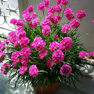 海石竹庭院植物阳台花卉多年生耐寒耐热四季开花观花盆栽重瓣石竹