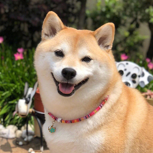 【小柴犬幼崽小型】小柴犬幼崽小型品牌,价格 - 阿里巴巴