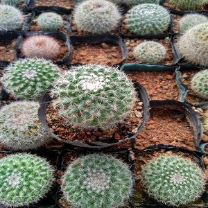 漳州玉翁仙人球批发 小玉翁 仙人球 组合盆栽 特价