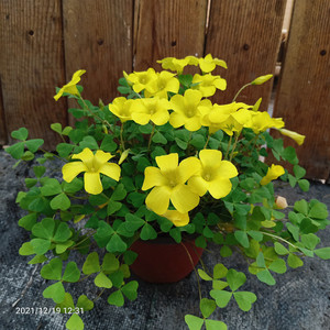 黄花酢浆草盆栽幸运草阳台庭院多年生宿根耐寒花卉成品苗带花发货