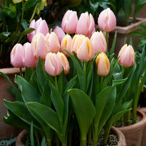 新品荷兰进口郁金香花苗盆栽冬季耐寒室内阳台庭院花卉带花苞包邮