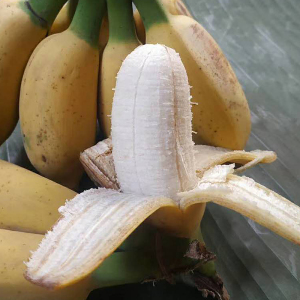 新鲜现摘广西小米蕉5斤热带水果香蕉banana南方非苹果鸡蕉西贡蕉