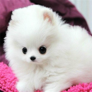 便宜点的宠物狗