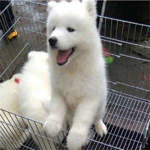 赛级萨摩耶幼犬出售纯种微笑天使狼版熊版 萨摩耶犬活体宠物狗ggg