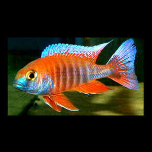 三湖慈鲷马鲷自然发色红珊瑚帝王艳红热带观赏鱼