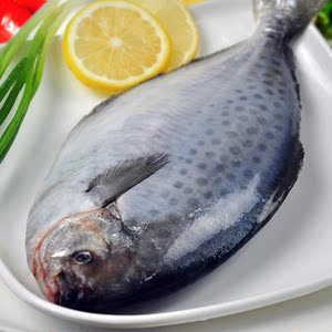 渔岛生鲜阿根廷进口雪花鲳鱼斑点鲳鱼巴西真鲳鱼肉质细嫩刺少包邮