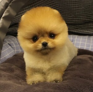 无偿领养纯种博美幼犬活体茶杯犬俊介幼犬袖珍犬长不大黄色博美犬