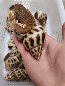 潮汕本港野生大花螺黄螺海螺全国活发 1斤4-5个1份1斤 3份起包邮