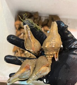 潮汕海捕鲜活响螺香螺东风螺小角螺1斤5-10个 1份1斤3斤包邮活寄