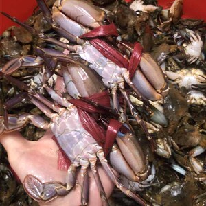 渔船海捕鲜活野生赤甲红石头蟹梭子蟹花盖蟹1斤2-3只 3斤顺丰包邮