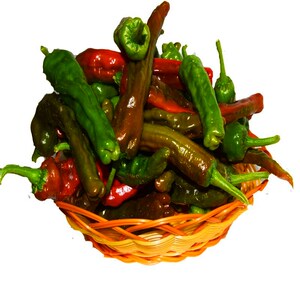 现摘新鲜蔬菜山东枣庄一窝蜂薄皮皱皮超辣特辣螺丝土辣椒3斤5斤