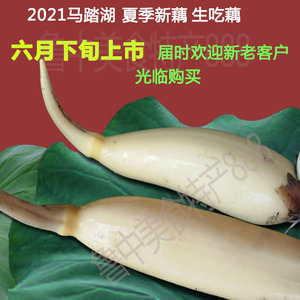 马踏湖白莲藕鲜藕生吃藕尖新鲜脆藕蔬菜现挖特产5斤限区包邮山东