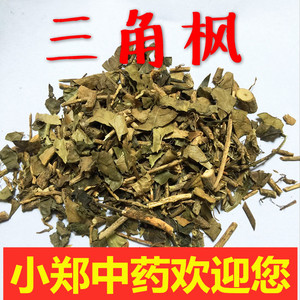 三角枫中药
