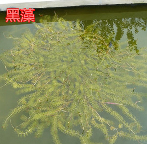 沉水植物