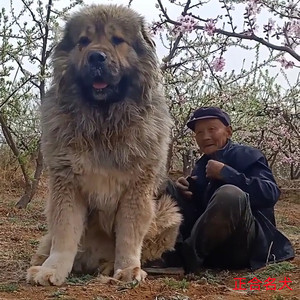 高加索犬巨型大型