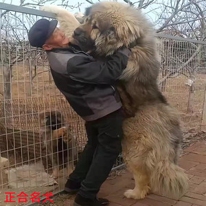 高加索犬幼犬纯种活体超大俄罗斯熊版巨型大型犬幼崽高加索牧羊犬