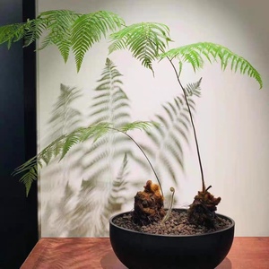 金毛狗脊蕨一叶蕨类盆栽老桩网红毛蕨室内绿植造景禅意盆景金毛蕨