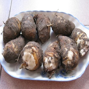 新鲜现挖芋艿子香芋宁波特产奉化粉糯红顶白顶小芋艿