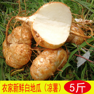 云南新鲜白地瓜水果农家种植山地薯甜脆凉薯沙葛地梨新鲜蔬菜5斤