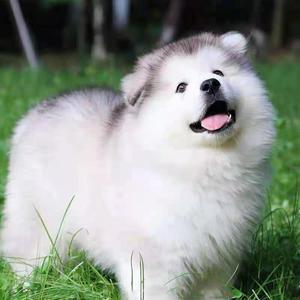 阿拉斯加幼犬