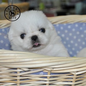 名犬之家 京巴犬幼犬纯种活体白色哈巴狗小京巴狗狗小型犬宠物狗