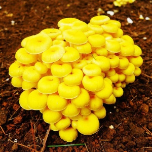 新鲜鸡油黄菌 鸡油菌蛋黄金顶蘑侧耳菇玉皇蘑云南黄丝菌榆黄菇1kg