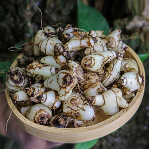 秦岭野生三叉小白芨新鲜现挖中草药材白及可食用药用同源500g白芨