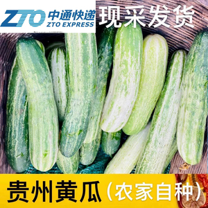 贵州特产农家土黄瓜新鲜绿皮八月小青瓜蔬菜嫩瓜旱瓜水果黄瓜吊瓜