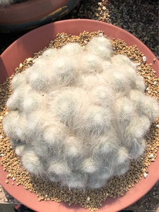 实生长毛雪猿玉翁 仙人球 大群生 一物一拍 多肉植物