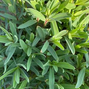 野生山苜楂种子 山麻楂山木楂蚂蚱菜银柴胡山珍菜 多年生野菜种籽