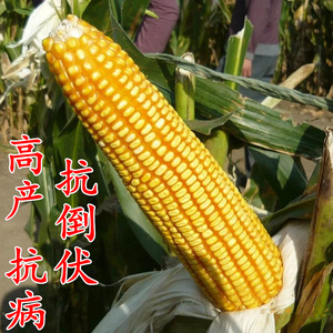 饲料玉米种子郑单958浚单20青贮大田玉米种籽高产抗旱抗倒春四季