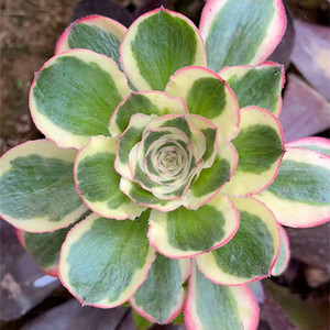 艳紫锦法师 君美丽多肉植物组合三仙黑紫灰羊绒老桩 28元包邮