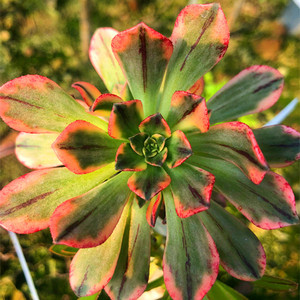 绿茶锦法师 甜茶 多肉植物组合三仙绿植黑紫灰羊绒老桩  28元包邮