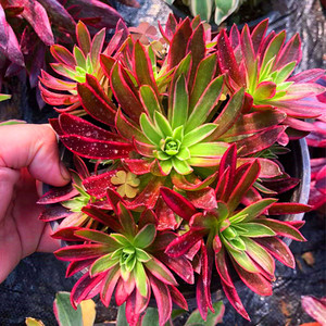 凤凰锦法师 多肉植物组合三仙绿植黑紫灰羊绒老桩趣味 9.9元包邮