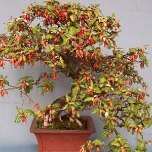 羊奶果树盆景胡秃子盆景   胡秃子 羊奶果盆景下山桩下山素材盆景