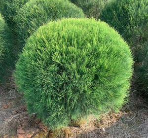 千头木麻黄球型苗常绿灌木绿篱庭园容易打理植物马尾松行道树苗