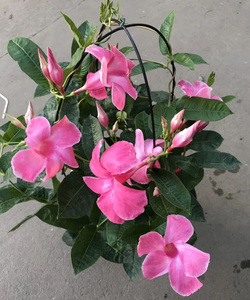 正宗大叶飘香藤盆栽红飘香藤黄飘香室外爬藤攀爬花卉花期长包邮