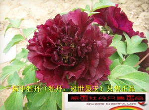 冠世墨玉牡丹