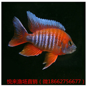 820人付款淘宝慈鲷鱼活体非洲王子马鲷火鸟