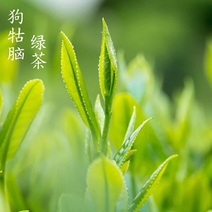 江西遂川狗牯脑高山原生态绿茶统级一级特级珍品贡品特贡等级茶叶