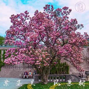 紫色广玉兰耐寒庭院观赏性家门前白花卉风景黄树大苗别墅常青植物