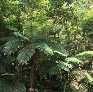 000人付款淘宝基地直销人工培育桫椤树苗珍稀名贵蕨类植物盆栽地栽